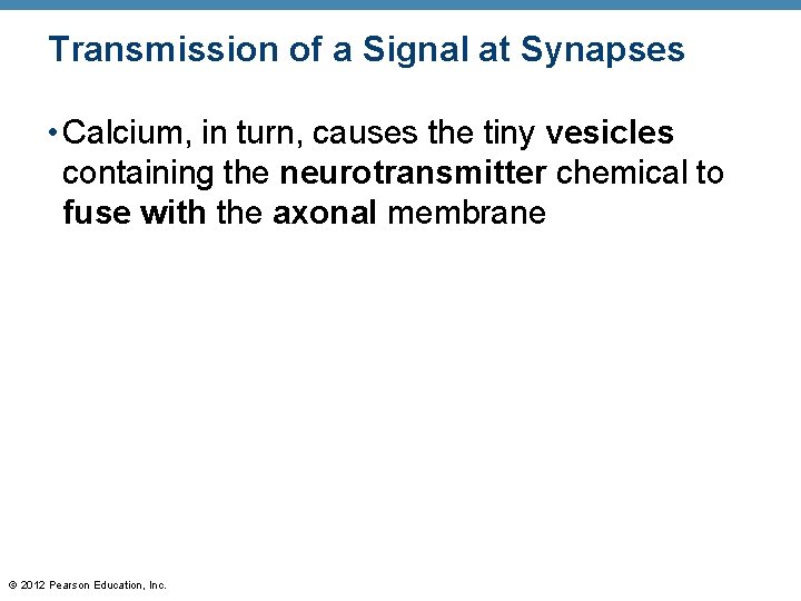 Transmission of a Signal at Synapses • Calcium, in turn, causes the tiny vesicles