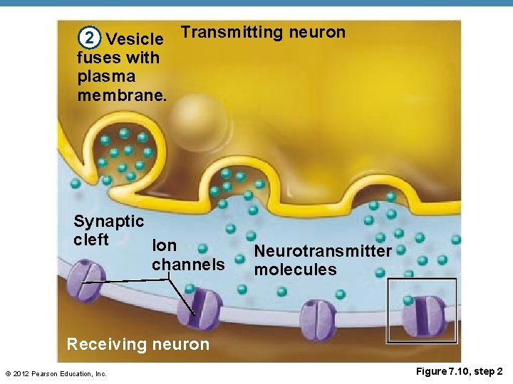 2 Vesicle Transmitting neuron fuses with plasma membrane. Synaptic cleft Ion channels Neurotransmitter molecules