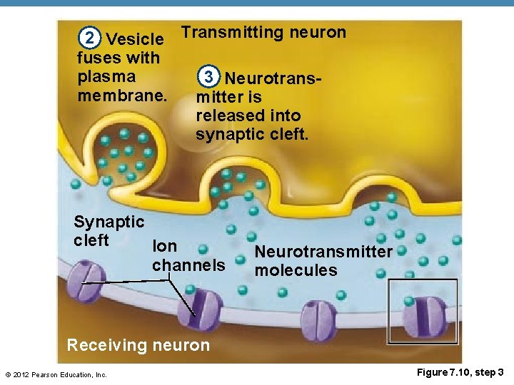 2 Vesicle Transmitting neuron fuses with plasma 3 Neurotransmembrane. mitter is released into synaptic