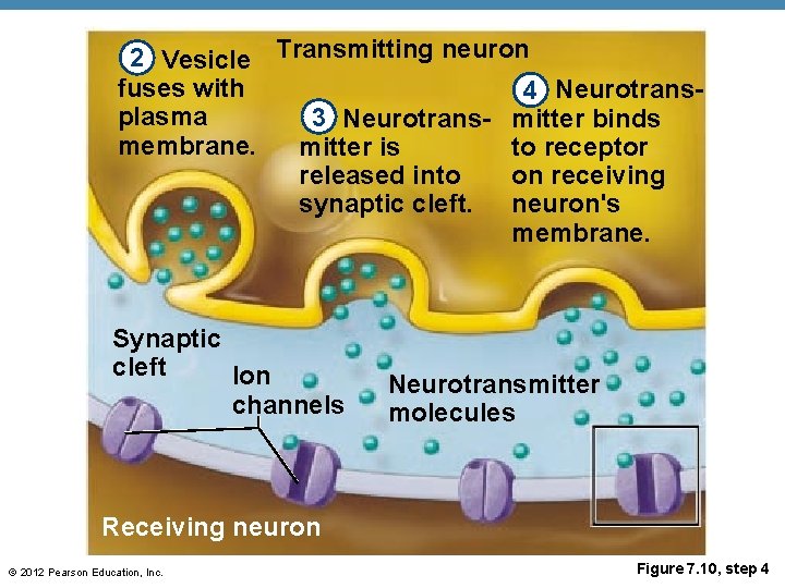 2 Vesicle Transmitting neuron fuses with 4 Neurotransplasma 3 Neurotrans- mitter binds membrane. to