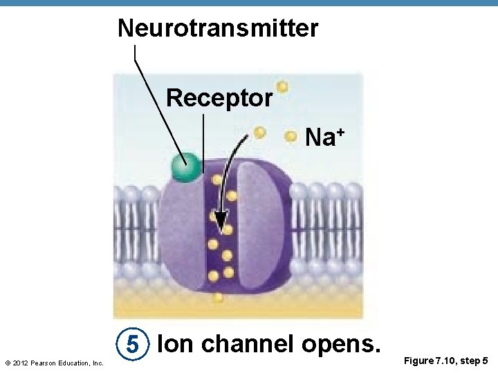 Neurotransmitter Receptor Na+ 5 Ion channel opens. © 2012 Pearson Education, Inc. Figure 7.