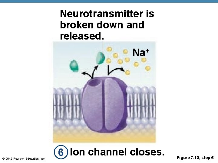 Neurotransmitter is broken down and released. Na+ © 2012 Pearson Education, Inc. 6 Ion