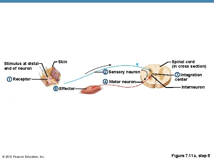Stimulus at distal end of neuron 2 Sensory neuron 1 Receptor 4 Motor neuron
