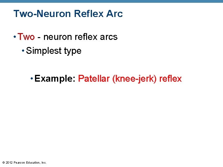 Two-Neuron Reflex Arc • Two - neuron reflex arcs • Simplest type • Example: