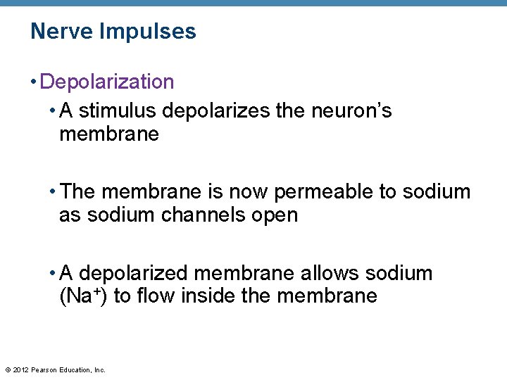 Nerve Impulses • Depolarization • A stimulus depolarizes the neuron’s membrane • The membrane