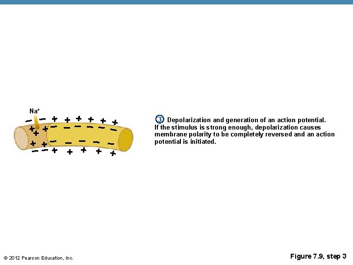 Na+ – – –+ ++ + + +– ––+ + + + – –