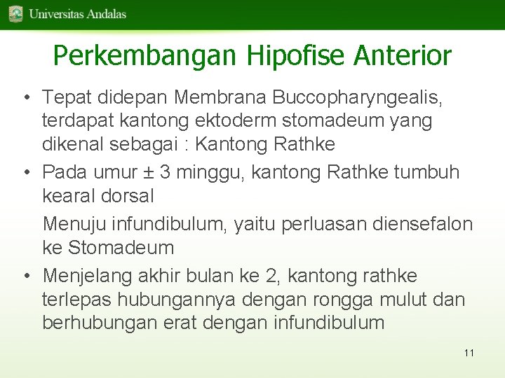 Perkembangan Hipofise Anterior • Tepat didepan Membrana Buccopharyngealis, terdapat kantong ektoderm stomadeum yang dikenal