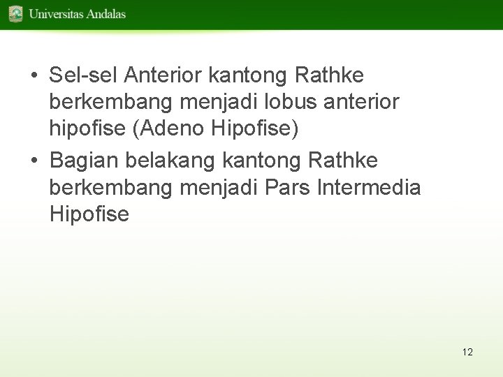  • Sel-sel Anterior kantong Rathke berkembang menjadi lobus anterior hipofise (Adeno Hipofise) •