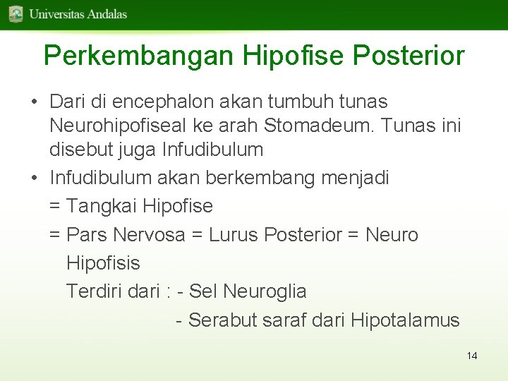 Perkembangan Hipofise Posterior • Dari di encephalon akan tumbuh tunas Neurohipofiseal ke arah Stomadeum.