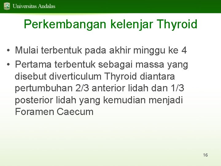 Perkembangan kelenjar Thyroid • Mulai terbentuk pada akhir minggu ke 4 • Pertama terbentuk