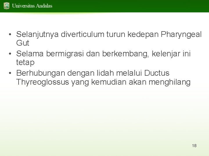  • Selanjutnya diverticulum turun kedepan Pharyngeal Gut • Selama bermigrasi dan berkembang, kelenjar