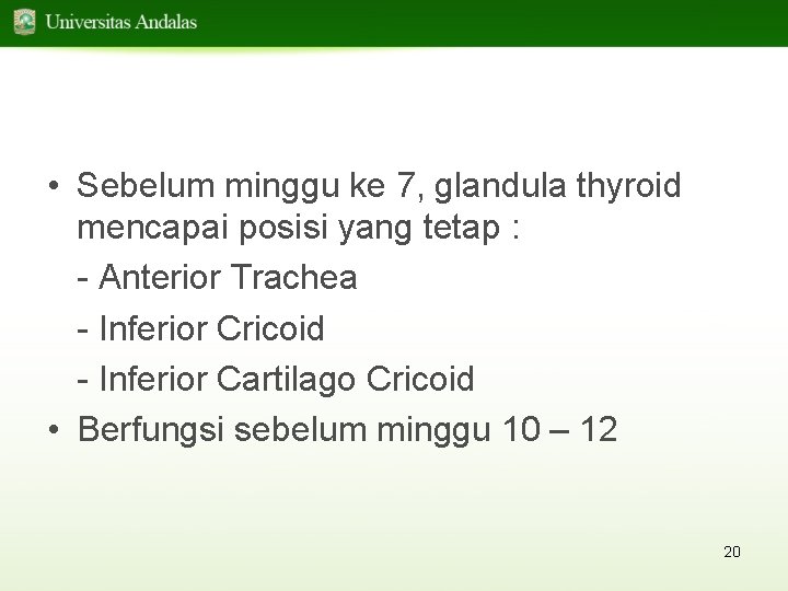  • Sebelum minggu ke 7, glandula thyroid mencapai posisi yang tetap : -