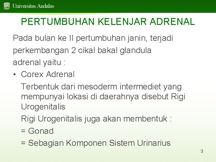 PERTUMBUHAN KELENJAR ADRENAL Pada bulan ke II pertumbuhan janin, terjadi perkembangan 2 cikal bakal