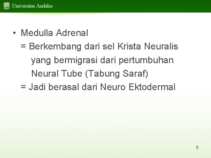  • Medulla Adrenal = Berkembang dari sel Krista Neuralis yang bermigrasi dari pertumbuhan