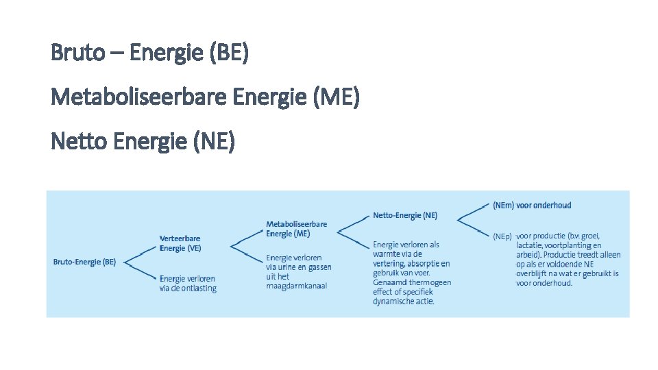 Bruto – Energie (BE) Metaboliseerbare Energie (ME) Netto Energie (NE) 