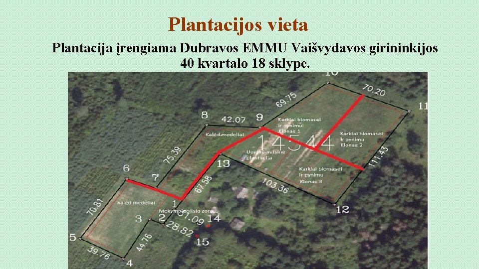 Plantacijos vieta Plantacija įrengiama Dubravos EMMU Vaišvydavos girininkijos 40 kvartalo 18 sklype. 
