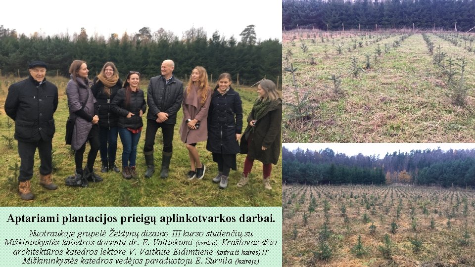 Aptariami plantacijos prieigų aplinkotvarkos darbai. Nuotraukoje grupelė Želdynų dizaino III kurso studenčių su Miškininkystės