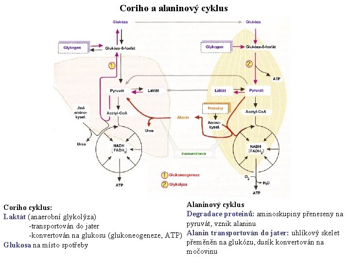 Coriho a alaninový cyklus Coriho cyklus: Laktát (anaerobní glykolýza) -transportován do jater -konvertován na