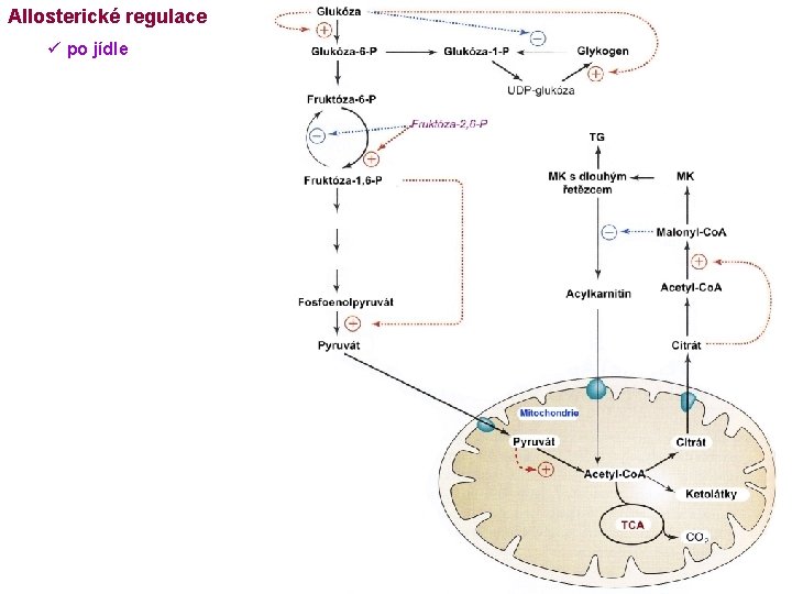 Allosterické regulace ü po jídle 