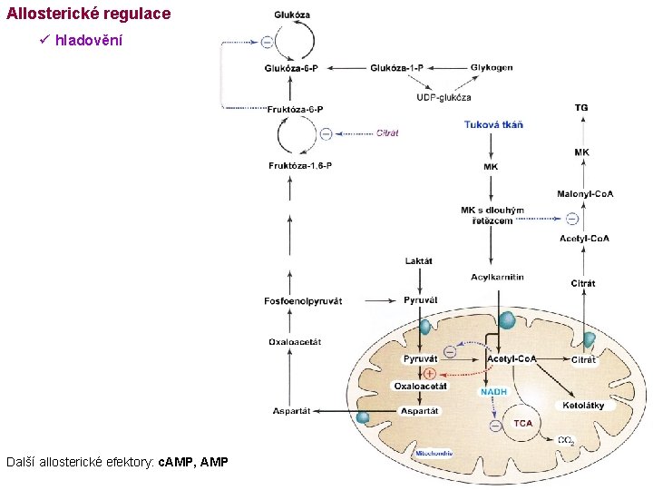 Allosterické regulace ü hladovění Další allosterické efektory: c. AMP, AMP 