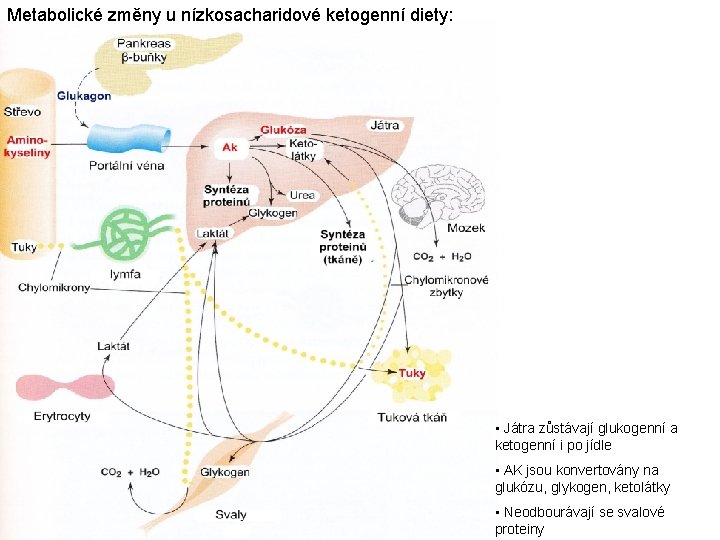 Metabolické změny u nízkosacharidové ketogenní diety: • Játra zůstávají glukogenní a ketogenní i po
