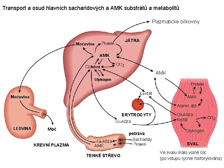 Transport a osud hlavních sacharidových a AMK substrátů a metabolitů Plazmatické bílkoviny JÁTRA Močovina