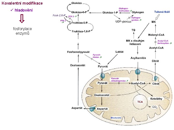 Kovalentní modifikace ü hladovění fosforylace enzymů 
