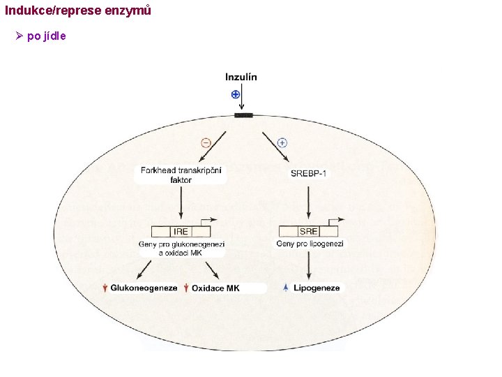 Indukce/represe enzymů Ø po jídle 