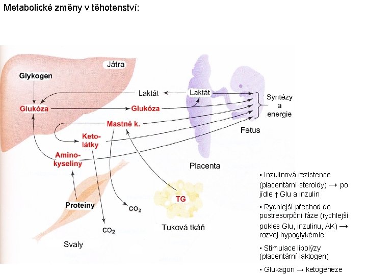 Metabolické změny v těhotenství: • Inzulinová rezistence (placentární steroidy) → po jídle ↑ Glu