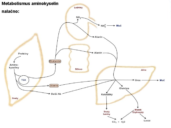 Metabolismus aminokyselin nalačno: 