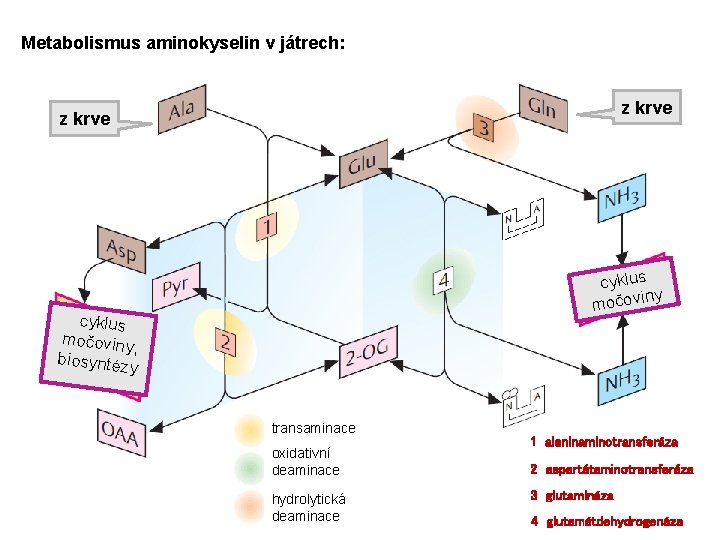 Metabolismus aminokyselin v játrech: z krve cyklus iny močov cyklus močoviny , biosyntéz y