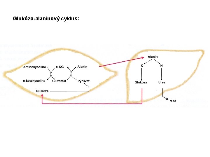 Glukózo-alaninový cyklus: 