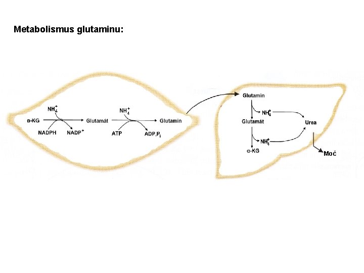 Metabolismus glutaminu: Moč 