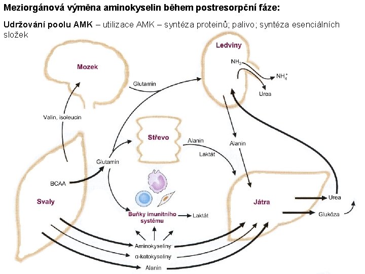 Meziorgánová výměna aminokyselin během postresorpční fáze: Udržování poolu AMK – utilizace AMK – syntéza