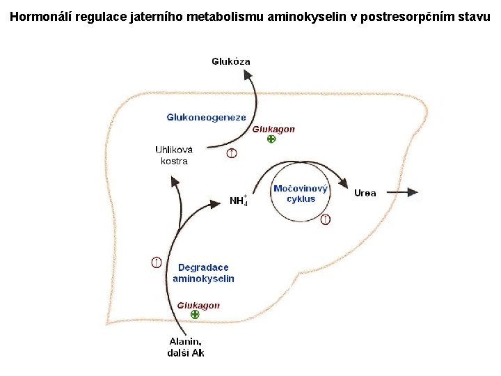 Hormonálí regulace jaterního metabolismu aminokyselin v postresorpčním stavu 