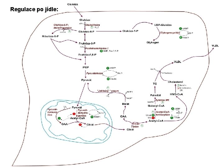 Regulace po jídle: 