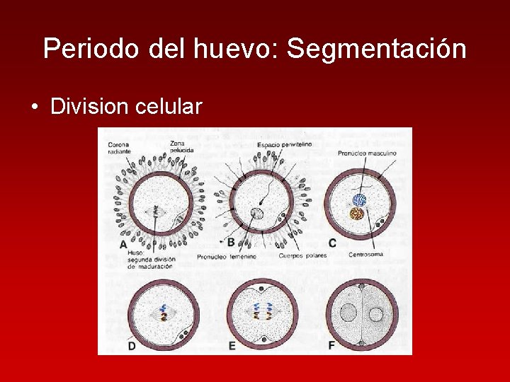 Periodo del huevo: Segmentación • Division celular 