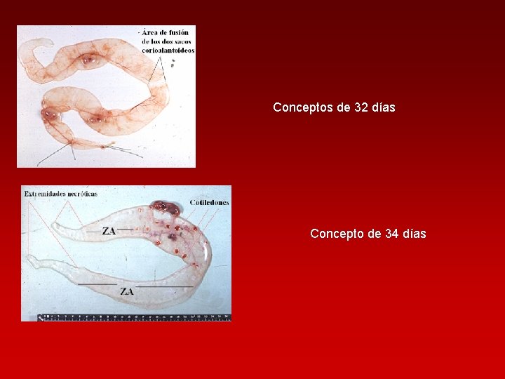 Conceptos de 32 días Concepto de 34 días 