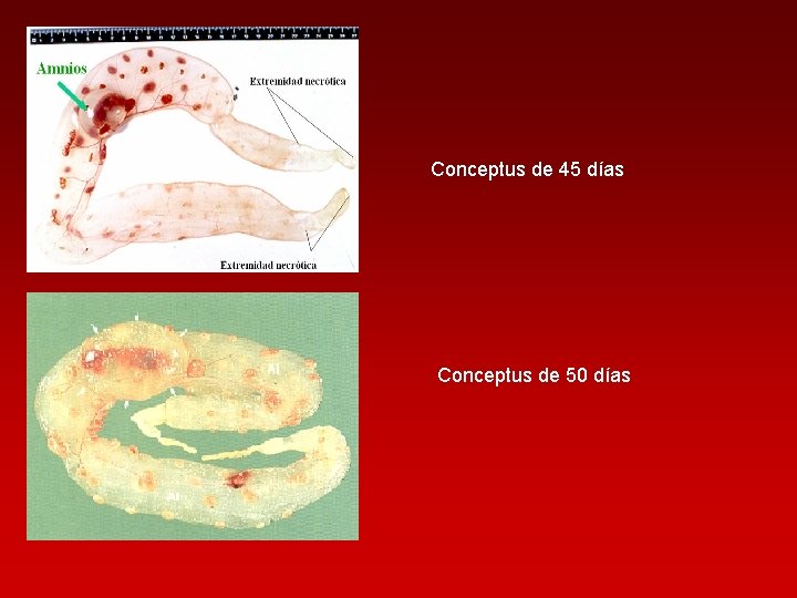 Conceptus de 45 días Conceptus de 50 días 