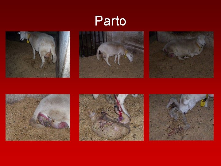 Parto 