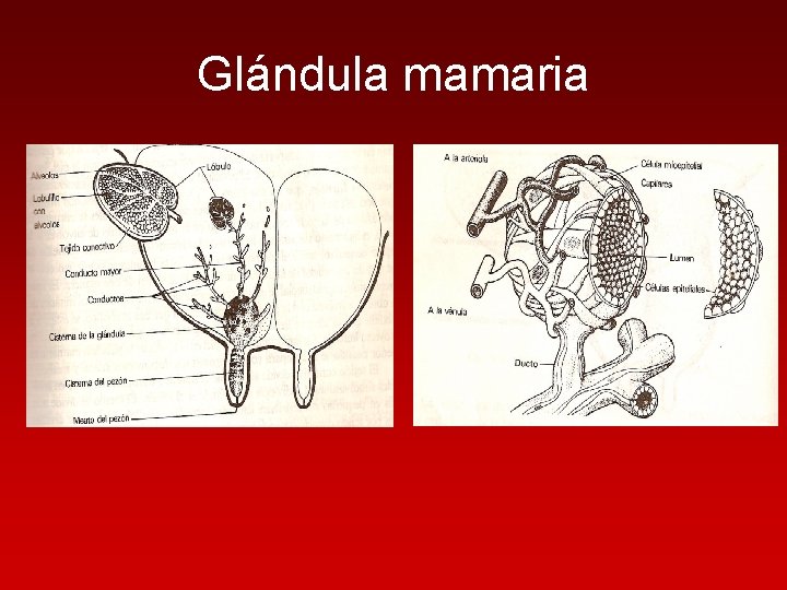 Glándula mamaria 