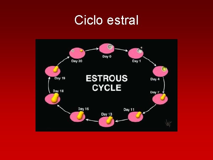 Ciclo estral 