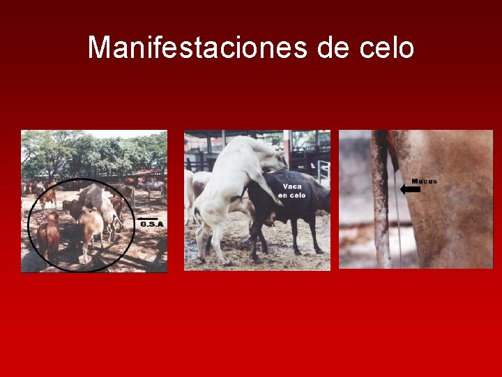 Manifestaciones de celo 