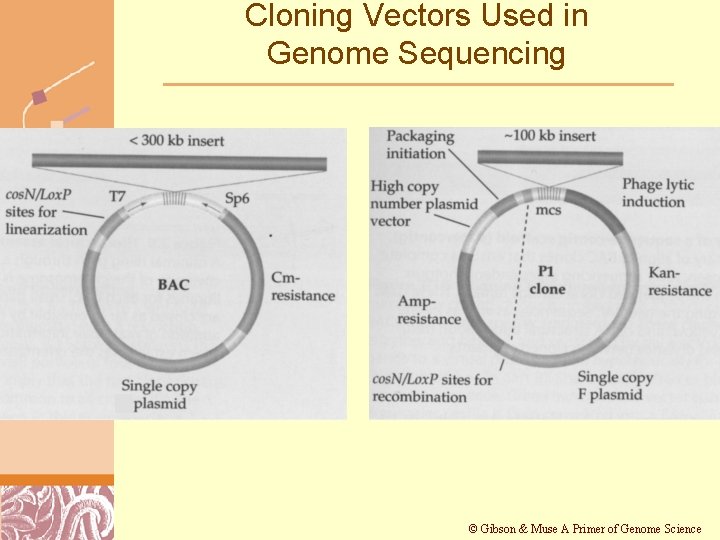 Cloning Vectors Used in Genome Sequencing © Gibson & Muse A Primer of Genome
