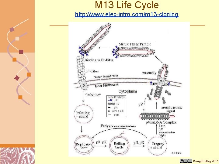 M 13 Life Cycle http: //www. elec-intro. com/m 13 -cloning Doug Brutlag 2011 