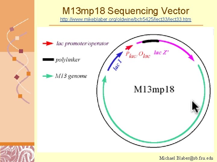M 13 mp 18 Sequencing Vector http: //www. mikeblaber. org/oldwine/bch 5425/lect 33. htm Michael