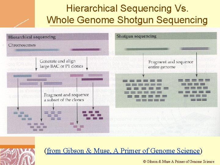 Hierarchical Sequencing Vs. Whole Genome Shotgun Sequencing (from Gibson & Muse, A Primer of