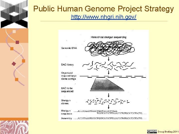 Public Human Genome Project Strategy http: //www. nhgri. nih. gov/ Doug Brutlag 2011 