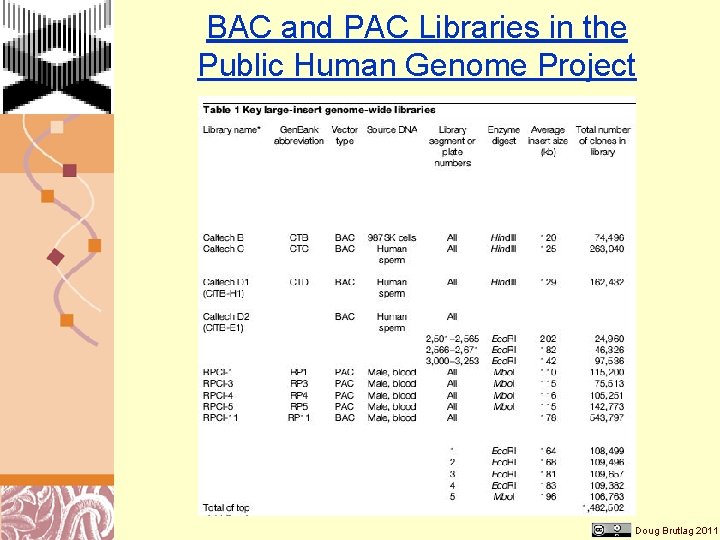 BAC and PAC Libraries in the Public Human Genome Project Doug Brutlag 2011 