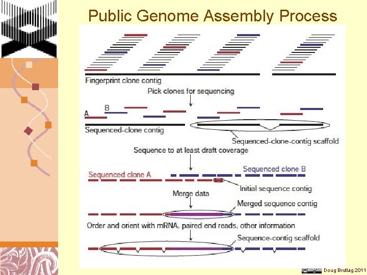 Public Genome Assembly Process Doug Brutlag 2011 